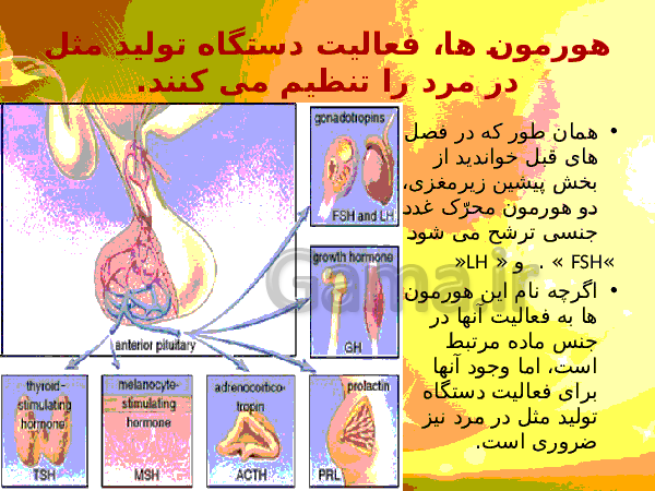 پاورپوینت زیست شناسی (2) یازدهم تجربی | فصل 7: تولید مثل- پیش نمایش