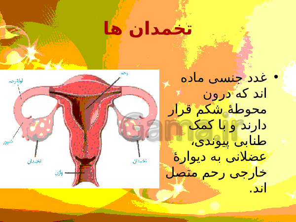 پاورپوینت زیست شناسی (2) یازدهم تجربی | فصل 7: تولید مثل- پیش نمایش