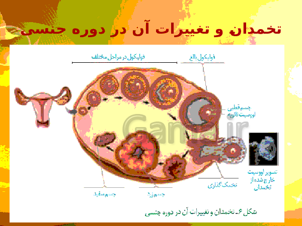 پاورپوینت زیست شناسی (2) یازدهم تجربی | فصل 7: تولید مثل- پیش نمایش