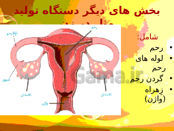 پاورپوینت زیست شناسی (2) یازدهم تجربی | فصل 7: تولید مثل- پیش نمایش