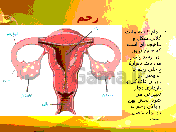 پاورپوینت زیست شناسی (2) یازدهم تجربی | فصل 7: تولید مثل- پیش نمایش