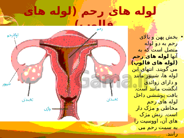 پاورپوینت زیست شناسی (2) یازدهم تجربی | فصل 7: تولید مثل- پیش نمایش