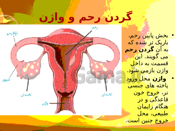 پاورپوینت زیست شناسی (2) یازدهم تجربی | فصل 7: تولید مثل- پیش نمایش