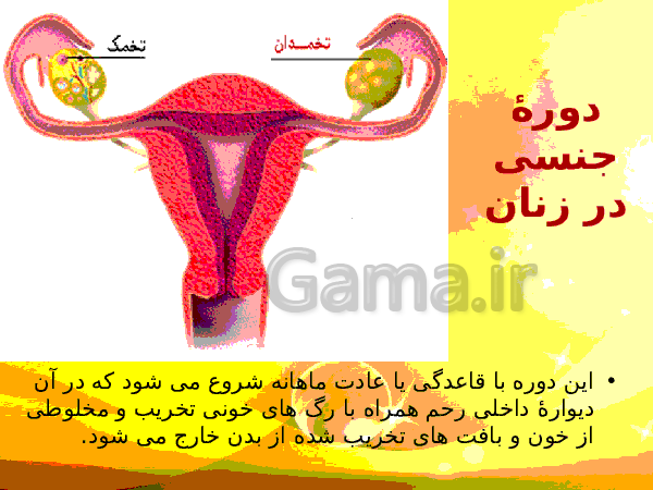 پاورپوینت زیست شناسی (2) یازدهم تجربی | فصل 7: تولید مثل- پیش نمایش