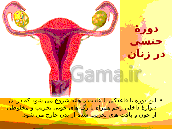 پاورپوینت زیست شناسی (2) یازدهم تجربی | فصل 7: تولید مثل- پیش نمایش