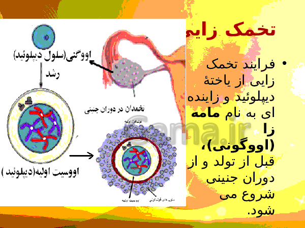 پاورپوینت زیست شناسی (2) یازدهم تجربی | فصل 7: تولید مثل- پیش نمایش