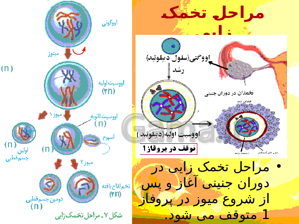 پاورپوینت زیست شناسی (2) یازدهم تجربی | فصل 7: تولید مثل- پیش نمایش