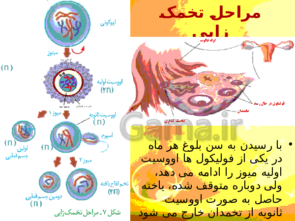 پاورپوینت زیست شناسی (2) یازدهم تجربی | فصل 7: تولید مثل- پیش نمایش