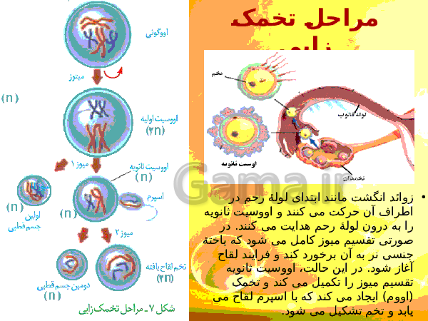 پاورپوینت زیست شناسی (2) یازدهم تجربی | فصل 7: تولید مثل- پیش نمایش