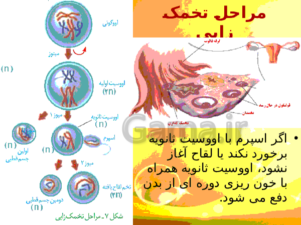 پاورپوینت زیست شناسی (2) یازدهم تجربی | فصل 7: تولید مثل- پیش نمایش