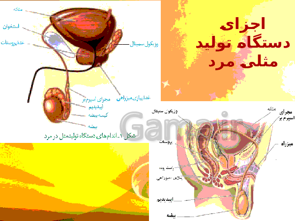 پاورپوینت زیست شناسی (2) یازدهم تجربی | فصل 7: تولید مثل- پیش نمایش