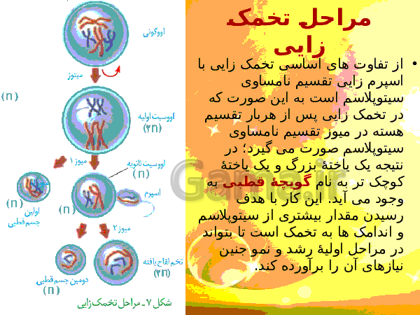 پاورپوینت زیست شناسی (2) یازدهم تجربی | فصل 7: تولید مثل- پیش نمایش