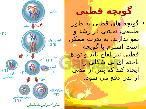 پاورپوینت زیست شناسی (2) یازدهم تجربی | فصل 7: تولید مثل- پیش نمایش