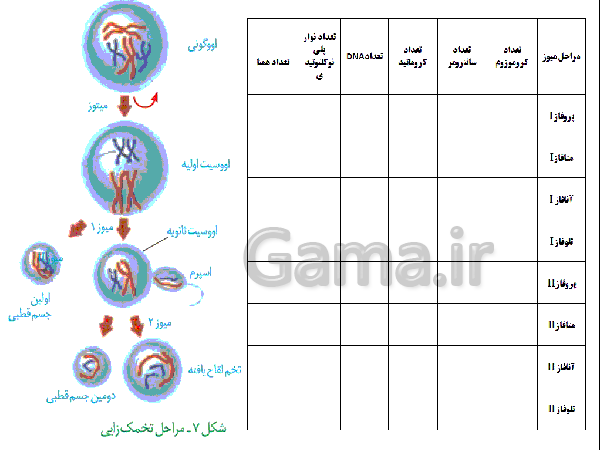 پاورپوینت زیست شناسی (2) یازدهم تجربی | فصل 7: تولید مثل- پیش نمایش