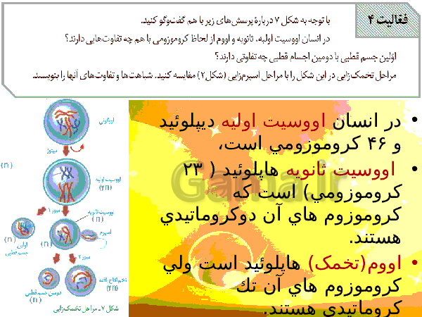 پاورپوینت زیست شناسی (2) یازدهم تجربی | فصل 7: تولید مثل- پیش نمایش