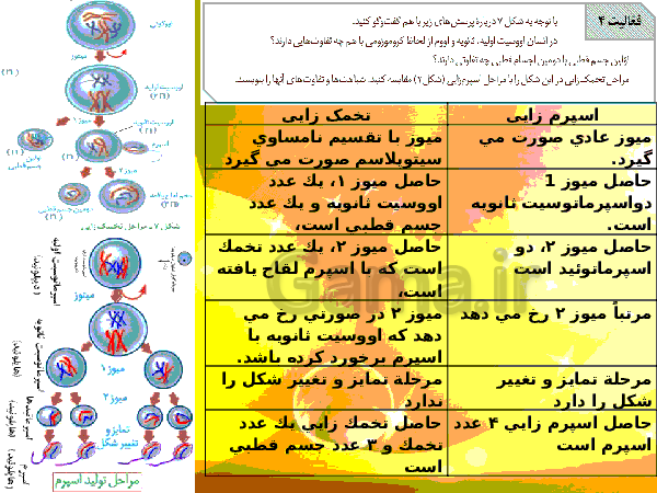 پاورپوینت زیست شناسی (2) یازدهم تجربی | فصل 7: تولید مثل- پیش نمایش