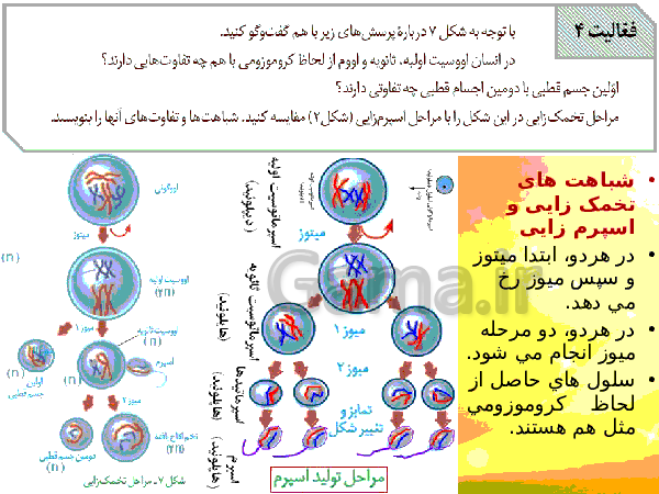 پاورپوینت زیست شناسی (2) یازدهم تجربی | فصل 7: تولید مثل- پیش نمایش