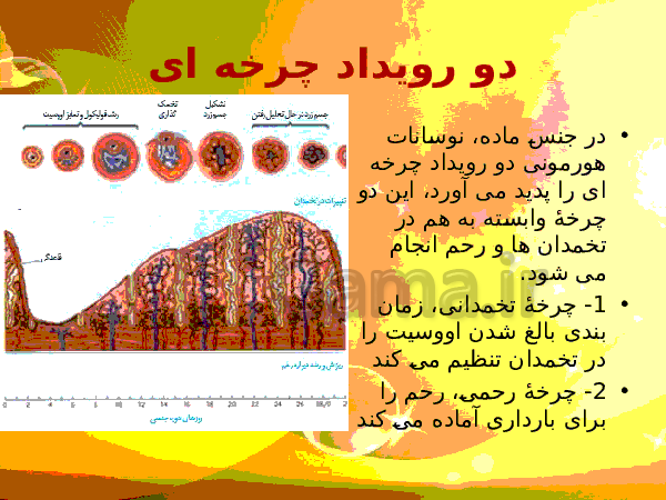 پاورپوینت زیست شناسی (2) یازدهم تجربی | فصل 7: تولید مثل- پیش نمایش