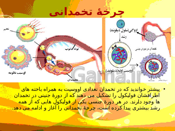 پاورپوینت زیست شناسی (2) یازدهم تجربی | فصل 7: تولید مثل- پیش نمایش