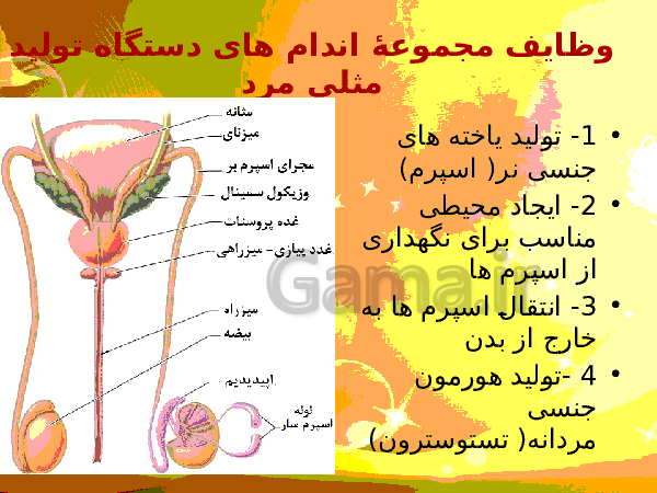 پاورپوینت زیست شناسی (2) یازدهم تجربی | فصل 7: تولید مثل- پیش نمایش