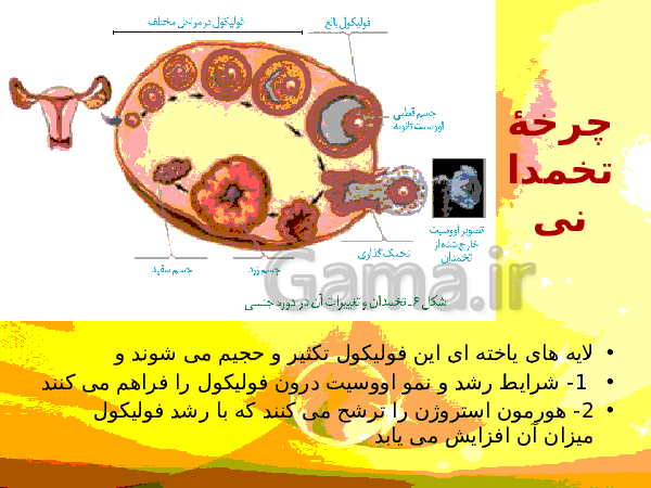 پاورپوینت زیست شناسی (2) یازدهم تجربی | فصل 7: تولید مثل- پیش نمایش