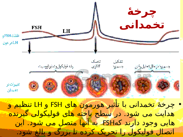 پاورپوینت زیست شناسی (2) یازدهم تجربی | فصل 7: تولید مثل- پیش نمایش