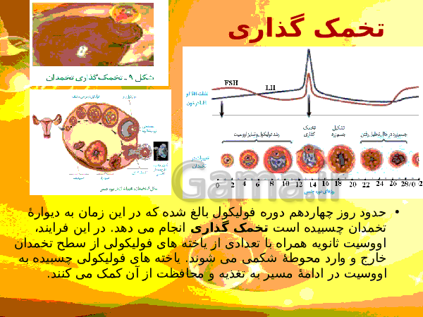 پاورپوینت زیست شناسی (2) یازدهم تجربی | فصل 7: تولید مثل- پیش نمایش