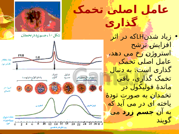 پاورپوینت زیست شناسی (2) یازدهم تجربی | فصل 7: تولید مثل- پیش نمایش