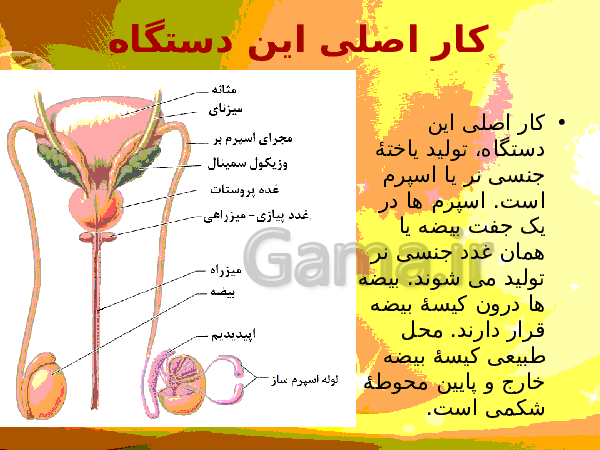 پاورپوینت زیست شناسی (2) یازدهم تجربی | فصل 7: تولید مثل- پیش نمایش