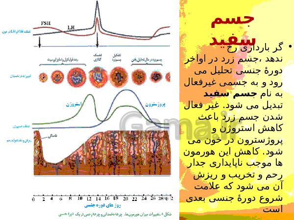 پاورپوینت زیست شناسی (2) یازدهم تجربی | فصل 7: تولید مثل- پیش نمایش