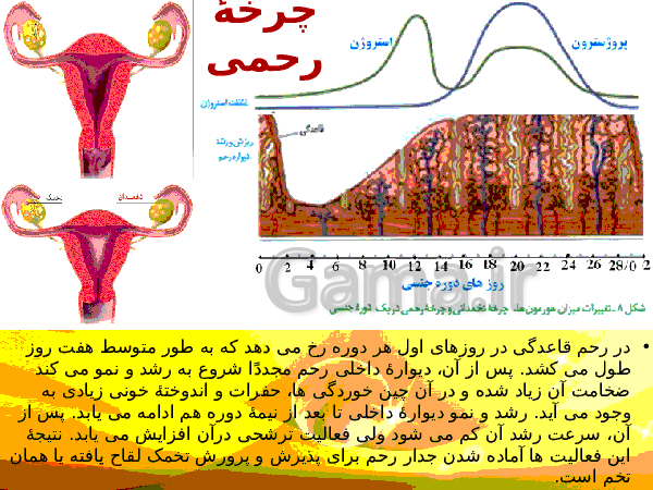 پاورپوینت زیست شناسی (2) یازدهم تجربی | فصل 7: تولید مثل- پیش نمایش