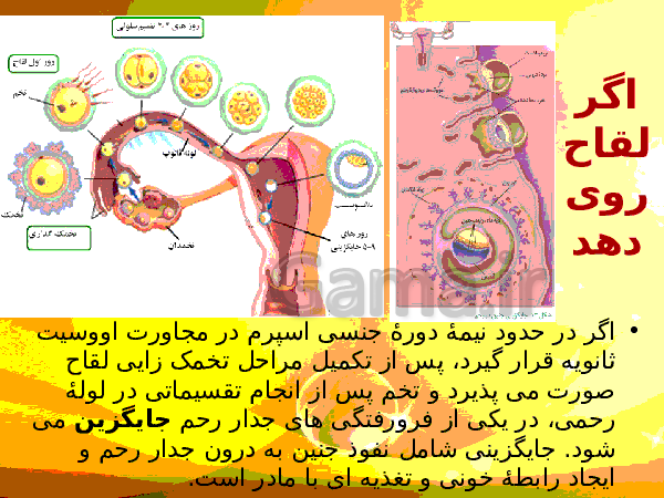 پاورپوینت زیست شناسی (2) یازدهم تجربی | فصل 7: تولید مثل- پیش نمایش