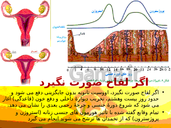 پاورپوینت زیست شناسی (2) یازدهم تجربی | فصل 7: تولید مثل- پیش نمایش