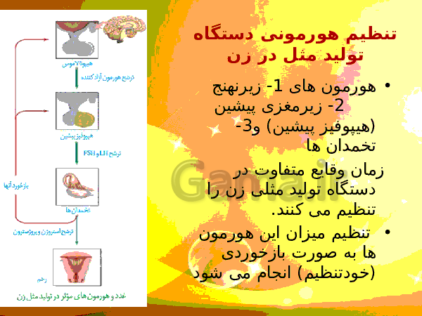 پاورپوینت زیست شناسی (2) یازدهم تجربی | فصل 7: تولید مثل- پیش نمایش