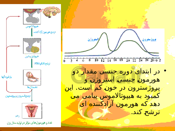 پاورپوینت زیست شناسی (2) یازدهم تجربی | فصل 7: تولید مثل- پیش نمایش