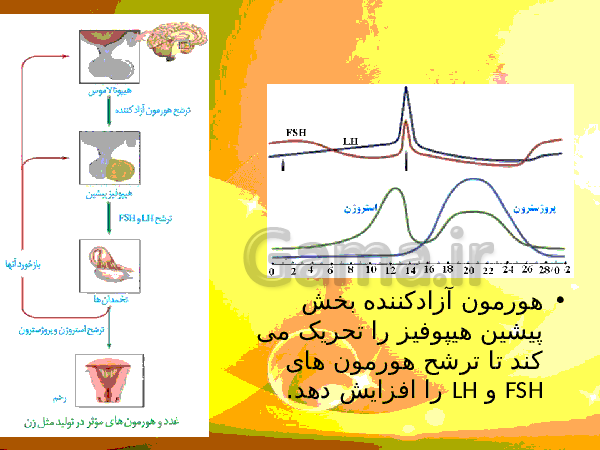 پاورپوینت زیست شناسی (2) یازدهم تجربی | فصل 7: تولید مثل- پیش نمایش