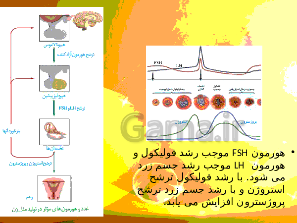 پاورپوینت زیست شناسی (2) یازدهم تجربی | فصل 7: تولید مثل- پیش نمایش