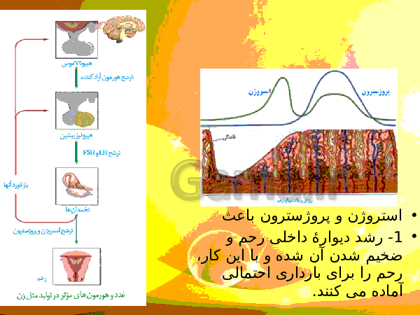 پاورپوینت زیست شناسی (2) یازدهم تجربی | فصل 7: تولید مثل- پیش نمایش