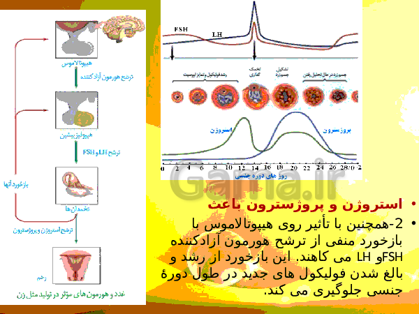 پاورپوینت زیست شناسی (2) یازدهم تجربی | فصل 7: تولید مثل- پیش نمایش