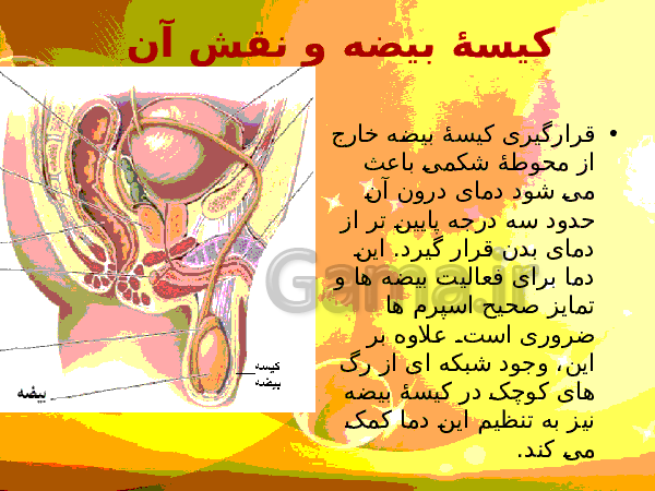 پاورپوینت زیست شناسی (2) یازدهم تجربی | فصل 7: تولید مثل- پیش نمایش