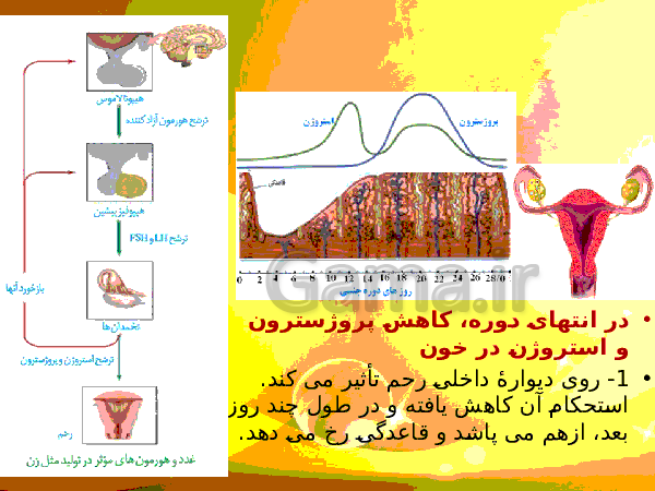 پاورپوینت زیست شناسی (2) یازدهم تجربی | فصل 7: تولید مثل- پیش نمایش