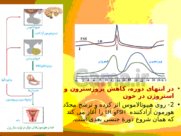 پاورپوینت زیست شناسی (2) یازدهم تجربی | فصل 7: تولید مثل- پیش نمایش