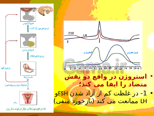 پاورپوینت زیست شناسی (2) یازدهم تجربی | فصل 7: تولید مثل- پیش نمایش