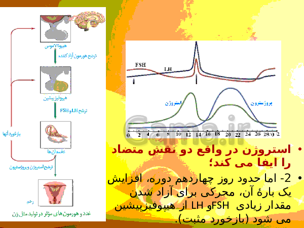 پاورپوینت زیست شناسی (2) یازدهم تجربی | فصل 7: تولید مثل- پیش نمایش