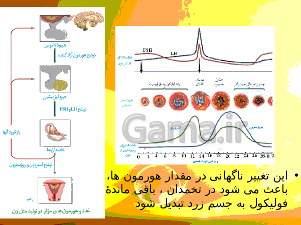 پاورپوینت زیست شناسی (2) یازدهم تجربی | فصل 7: تولید مثل- پیش نمایش