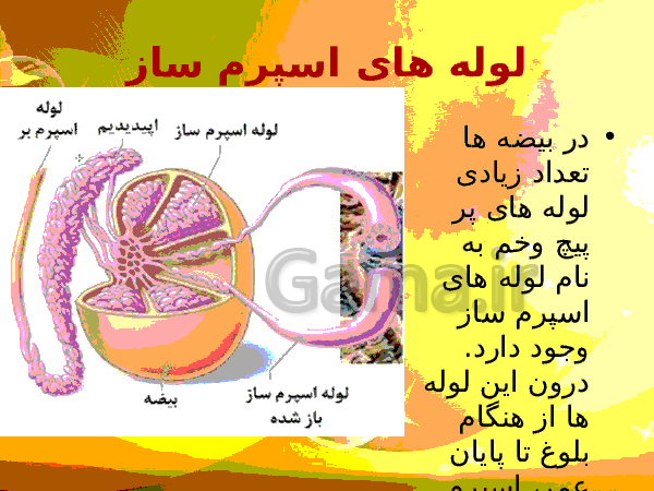 پاورپوینت زیست شناسی (2) یازدهم تجربی | فصل 7: تولید مثل- پیش نمایش