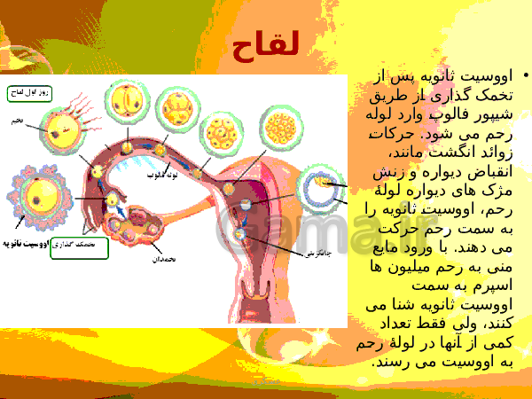 پاورپوینت زیست شناسی (2) یازدهم تجربی | فصل 7: تولید مثل- پیش نمایش