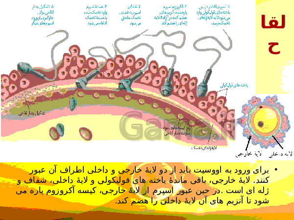 پاورپوینت زیست شناسی (2) یازدهم تجربی | فصل 7: تولید مثل- پیش نمایش