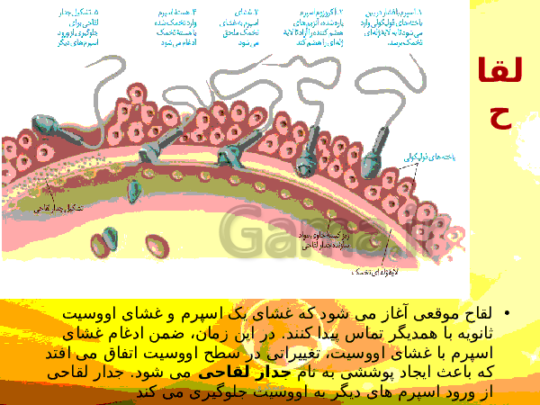 پاورپوینت زیست شناسی (2) یازدهم تجربی | فصل 7: تولید مثل- پیش نمایش