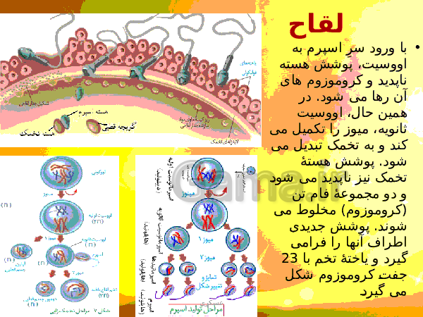 پاورپوینت زیست شناسی (2) یازدهم تجربی | فصل 7: تولید مثل- پیش نمایش